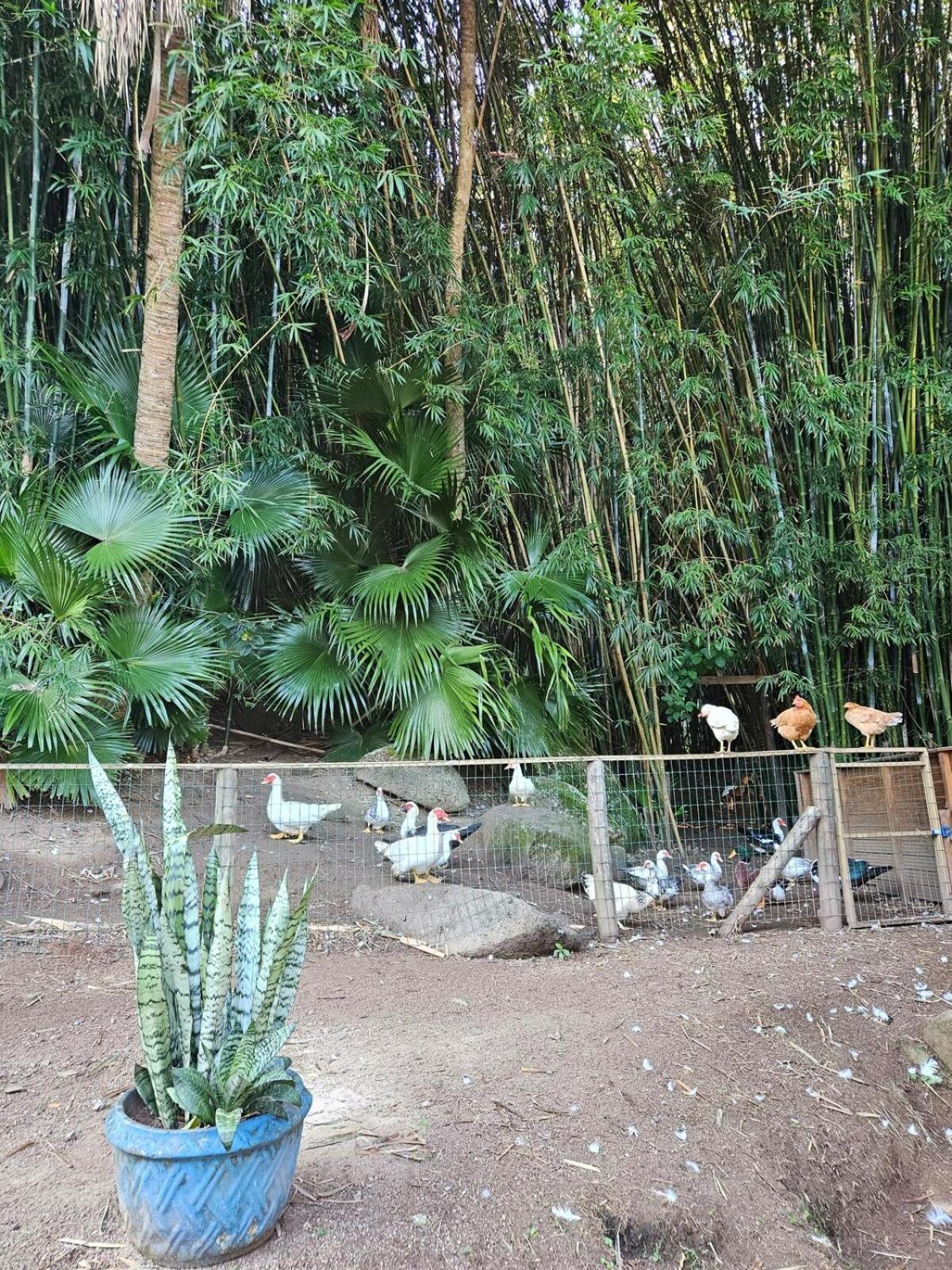 Casa de férias 100mts Ribeirao Da Ilha C Espaco Gourmet *